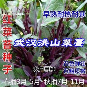 武汉洪山红菜苔种子红色菜薹易种盆栽蔬菜种子过冬蔬菜菜心菜籽种