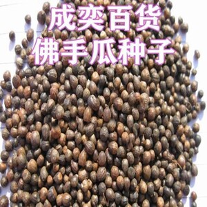 佛手瓜种子佛手瓜种瓜龙须菜佛手瓜种多年生长四季播蔬爬藤蔬菜