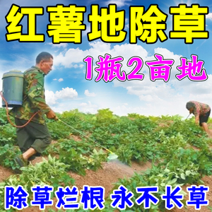 红薯地除草专用剂红薯地苗后除草剂封闭烂根死根斩草除根农药助剂
