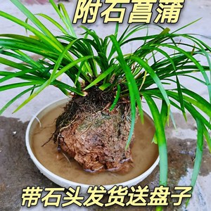 附石菖蒲野生石菖蒲盆景盆栽假山龟池鱼缸造型造景观赏绿植