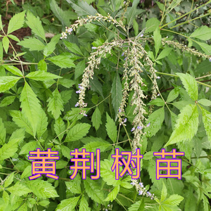 22新鲜现采黄荆苗 黄荆根 黄荆枝 t黄荆叶中草药黄金子荆条苗木a.