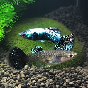 孔雀鱼蓝龙