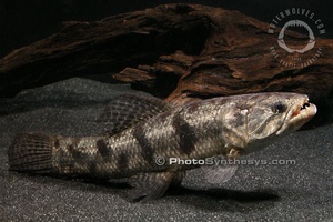 22枯木牙鱼虎斑牙鱼南美牙鱼凶猛鱼大型鱼观赏鱼淡水h鱼热带鱼活