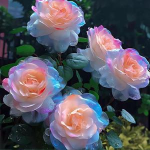 玫瑰花阳台种植老桩花苗四季盆栽地栽耐寒容易养活花卉