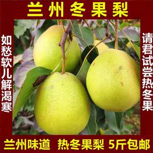 兰州冬果梨新鲜水果老兰州味道特产煮热冬果梨汤西园梨软儿梨3斤