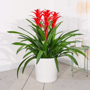 鸿运当头盆栽 花卉植物室内四季开花红星凤梨花 客厅鲜花易活绿植