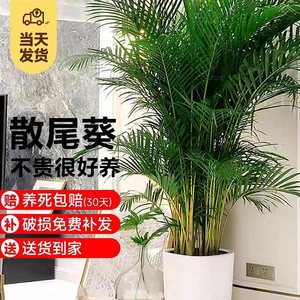 散尾葵植物盆栽凤尾竹室内客厅大型绿植四季常青桌面小盆景花卉苗