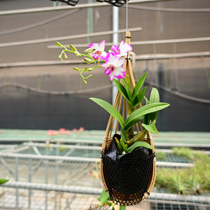 石斛盆栽吊篮