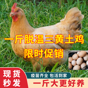 一斤三黄土鸡活苗纯种高产蛋鸡活苗小鸡活苗农家散养活体小鸡幼苗