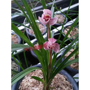 新品【兰花苗瓣厅花卉阳台盆栽浓香老种兰o花莲客兰 盛世红荷】