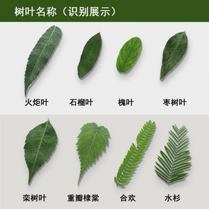 秋天扇叶拍照道具背景蜡烛树叶贴画真树叶材料包叶子艺术植物梧桐