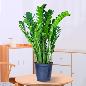 景润景润赉珍稀圆叶原盆金钱树钱串子室内盆栽客厅绿植办公室植物