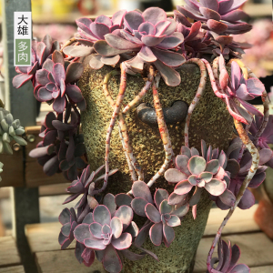 高档一物一拍 纽伦堡丁香紫珍珠老桩悬崖桩多肉植物绿色好养花卉