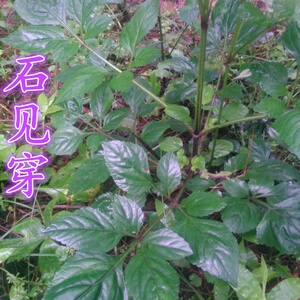 22石见穿苗 华鼠尾草d 石打穿 紫参 月下红石见穿苗 新鲜石见穿a.