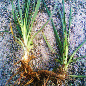 h22知母蚳母连母野蓼地参中草药庭院阳台趣味植物种植苗观叶满就