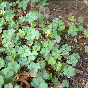 22酢浆草酸浆l草酸酸草斑鸠酸三叶酸酸咪咪钩钩草中草药材种植绿