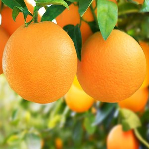 正宗重庆奉节脐橙当季新鲜水果现摘带叶橙子10斤20斤装包邮非赣南