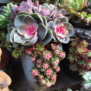 特色大号口径缺口多口多洞多肉肉植物花盆陶瓷黑法师悬崖桩老桩盆