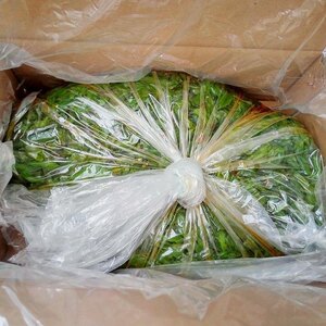 9斤油焖海白菜即食裙带海芹菜酱菜咸菜下饭小菜整箱