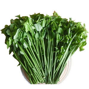 顺丰包邮海南野菜树菜树仔菜野菜天绿香新鲜蔬菜农家菜产地直销