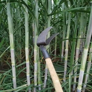 甘蔗剥叶刀扒拨甘蔗叶子工具剥甘蔗叶神器撕叶子专用修剪甘蔗叶