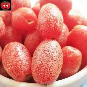 0023人付款淘宝现货现发云南省特产永德县羊奶果新鲜苗树能产野生水果