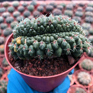 绯花玉仙人球缀化