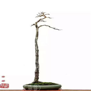 拍大型一本多杆丛林组合造型高杆对节白蜡盆景文人素材三杆0人付款