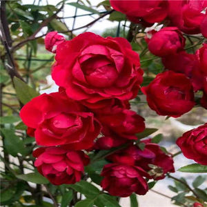 红木香花四季红色特大爬藤植物庭院攀爬白木香花苗开花很香的浓香