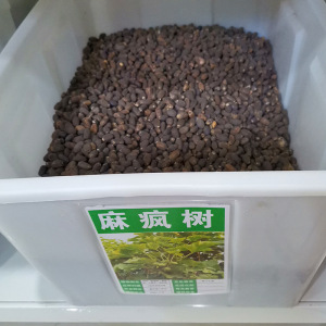 麻疯树种籽麻风树种子多年生四季秋季观果桐油树能源树柴油树林木