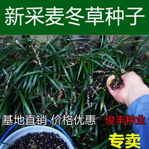 大叶小叶麦冬草种子玉龙草金边麦冬草籽日本矮麦冬草种子草坪种子