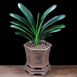 招财盆栽君子兰盆栽办公室内好养植物客厅花卉四季常青盆景吸甲醛