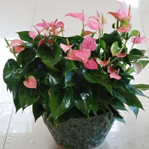 新品红花开掌瑰掌盆栽粉s掌盆栽玫红花苗花卉室内盆栽水培白掌好