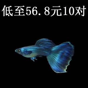 水族孔雀鱼活体冰蓝凤尾鱼热带观赏淡水小型m鱼草缸群游兰礼服包