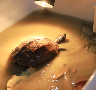 心存鞋念212淘宝乌龟冬眠河塘泥土泥水养龟专用黄泥土通用型乌龟用