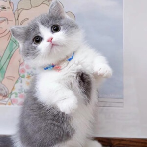 猫宠物猫小猫咪活物矮脚短腿活体英国短毛猫纯种可爱枫之凯公司