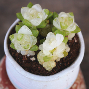 22云c南花卉高级精品盆栽冰魄玉露锦多肉植物稀有品种室内美观防