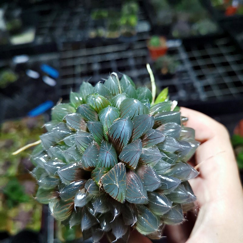 22群生u冰魄玉露大颗多肉植物十二卷属带盆发货根系好品相佳大棚