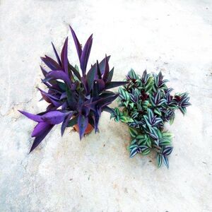 紫罗兰紫叶吊竹梅吊兰室内室外盆栽花卉