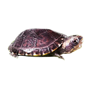 南部白唇泥龟精品l苗cb现货头苗 蛋龟观赏龟活体宠物龟乌龟水龟