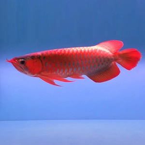 红龙鱼活体鱼印尼辣椒红龙超血红龙苗h金龙鱼赤血龙鱼小鱼苗热带