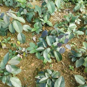 七叶木通 九月黄苗 野生果水果苗  牛卵坨苗