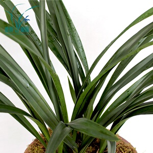 新品浓香型建兰四季兰紫元素兰花苗办公桌窗台阳台绿a植盆栽花卉