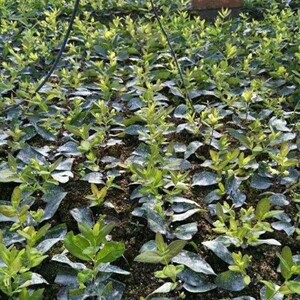 蓝靛果苗树苗丹东羊奶子黑瞎子山茄子北方种植盆栽地栽当年结果