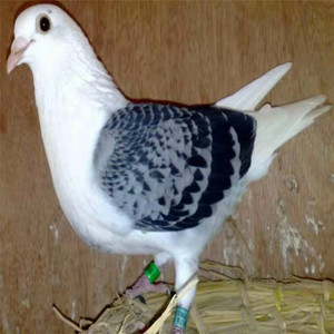 观赏鸽子蝴蝶背