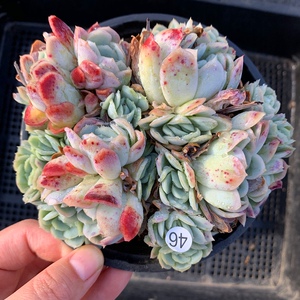 新品胭脂冰梅l一物一拍精品状态多肉植物贝瑞月影系超大萌肉肉群