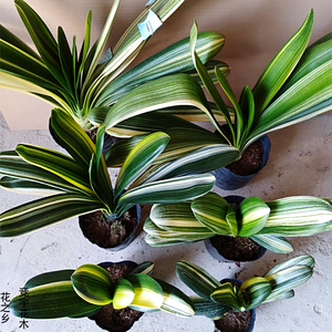 彩兰君子兰佛光