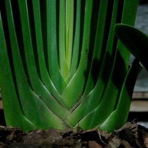 长春周麻脸精品君子兰(诸葛羽扇)花魁种兰钢板粗筋麻脸立板