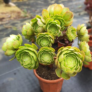 2021云南巨型悬崖q桩厚叶黑法师多肉花植物群生超大老桩万圣