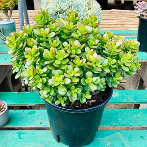 新品泰曼云南叮当锦大老桩多肉植物稀有品种e肉肉植物盆栽巨型罕
